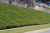 Juniperus conferta Form