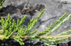 Juniperus horizontalis