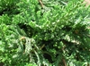 Juniperus horizontalis 'Blue Rug'