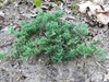 Juniperus horizontalis 'Wiltonii'