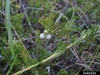 Cones, that resemble berries