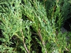Leaves and stem