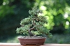 Juniperus horizontalis 'Blue Rug'