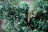 Juniperus horizontalis 'Blue Rug'