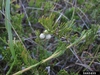 Juniperus horizontalis