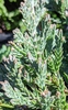 Juniperus horizontalis 'Wiltonii'
