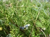 Blue cones