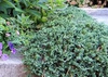 Juniperus horizontalis 'Blue Rug'