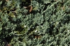Juniperus horizontalis 'Wiltonii'