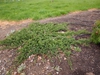 Juniperus horizontalis 'Blue Rug'