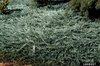 Juniperus horizontalis