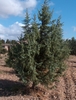Form of the tree