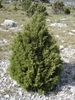 Form of the tree