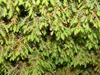 Juniperus procumbens 'Nana'