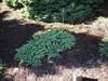 Juniperus procumbens