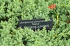 Juniperus procumbens 'Nana'