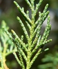 Leaf closeup