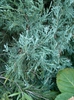 Juniperus scopulorum 'Blue Heaven'
