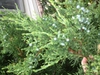 Juniperus scopulorum