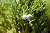 Juniperus scopulorum