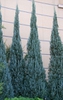 Juniperus scopulorum 'Blue Heaven'