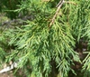 Stems and leaves