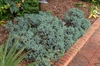 Juniperus squamata 'Blue Star'
