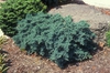 Juniperus squamata 'Blue Star'