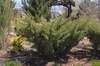 Juniperus squamata 'Holger'
