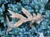 Juniperus squamata 'Blue Star'