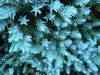 Juniperus squamata 'Blue Star'