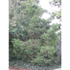 Juniperus virginiana var. silicicola