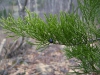 Juniperus virginiana