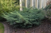 Juniperus virginiana 'Grey Owl'
