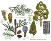 Color illustrations of the technical details of this species.