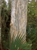 Juniperus virginiana var. silicicola