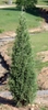 upright narrow conifer