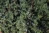 Fleshy cones ("berries") and Leaves