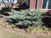 Low spreading gray-green conifer.