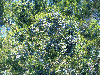 Juniperus virginiana var. silicicola