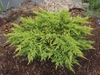 dwarf shrub with yellow-tipped branches.