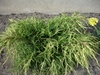 Young plant form with gold-colored needles at the tips