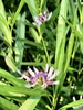Flower & Leaves - June 10 - Warren Co., NC