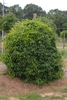 Kadsura japonica