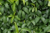 Kadsura japonica