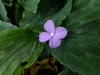 A low-growing plant with a solitary pale lilac flower.