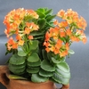 Potted succulent with crenate leaves and orange flowers.