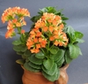 Potted succulent with crenate leaves and orange flowers.