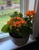 Potted succulent with crenate leaves and orange flowers.