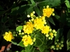 Close-up on double yellow flowers.